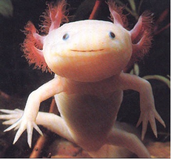 Axolotl Axolotl