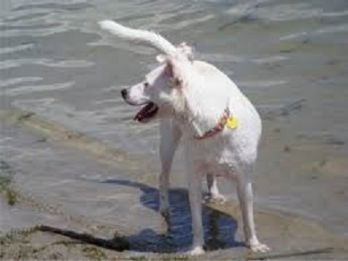 Toto the Fourth a white dog on the beach