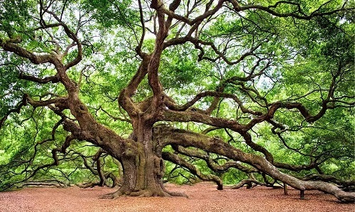 oak tree oak-tree.jpg